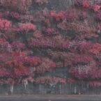 EVEN IN ARCADIA (2LP) (VINYL)