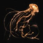 BACK TO THE WATER BELOW (CD)