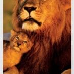 NATURE - LION AND CUB (POSTER)