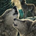 WOLF SONG (POSTER)
