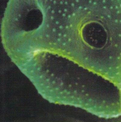 CREEPING UNKNOWN (USED CD)